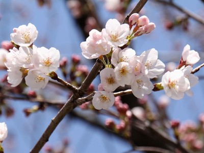 桜、開花